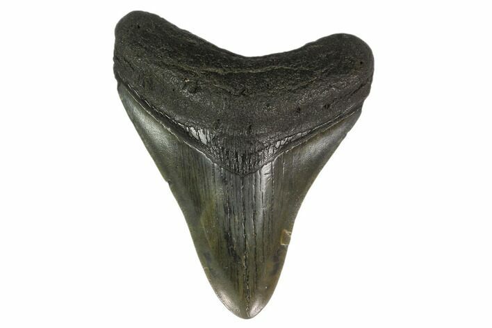 Fossil Megalodon Tooth - South Carolina #130847